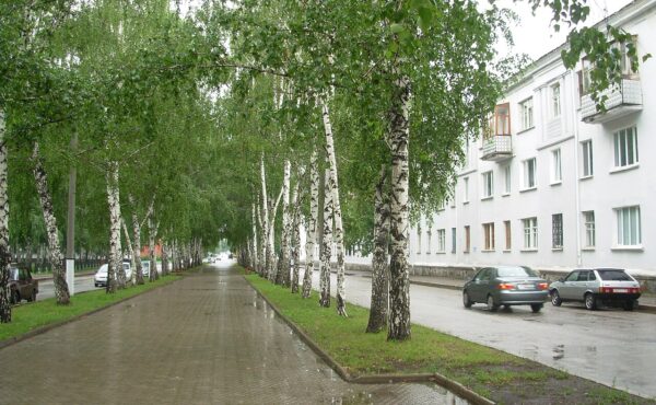Китайский чай в Салавате: доставка в течение 2–3 дней
